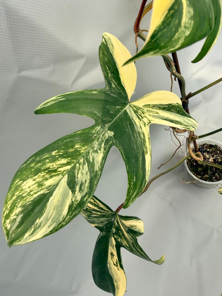 Philodendron Florida Beauty Variegata