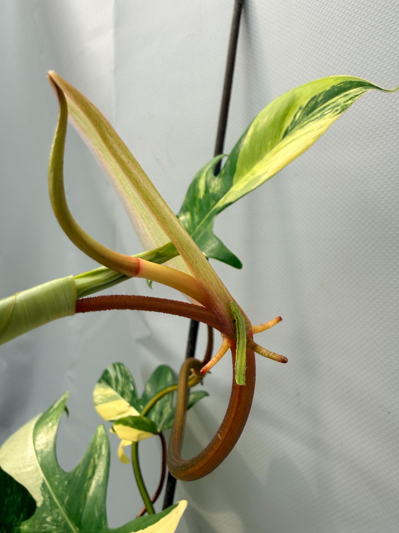 Philodendron Florida Beauty Variegata