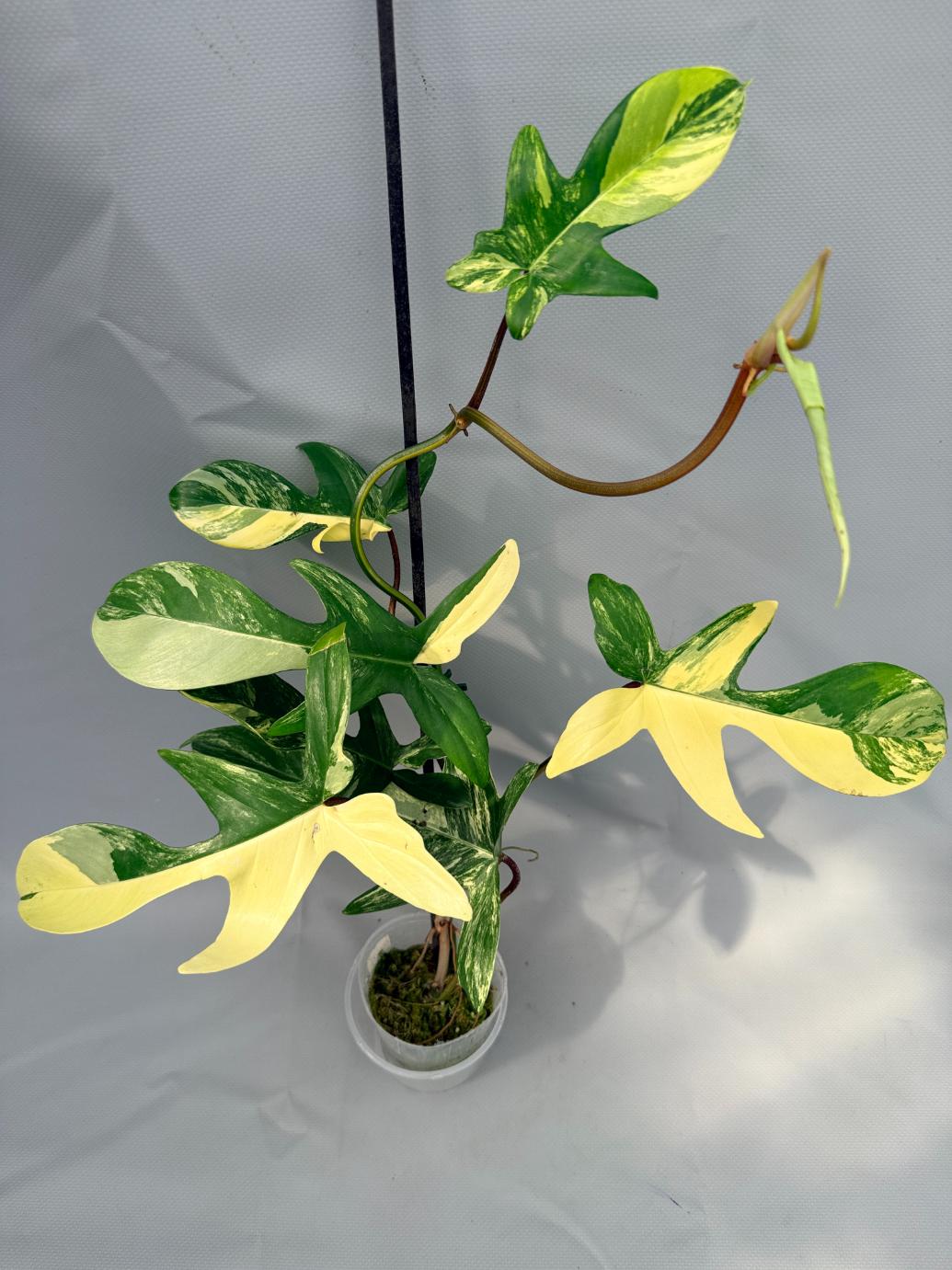 Philodendron Florida Beauty Variegata