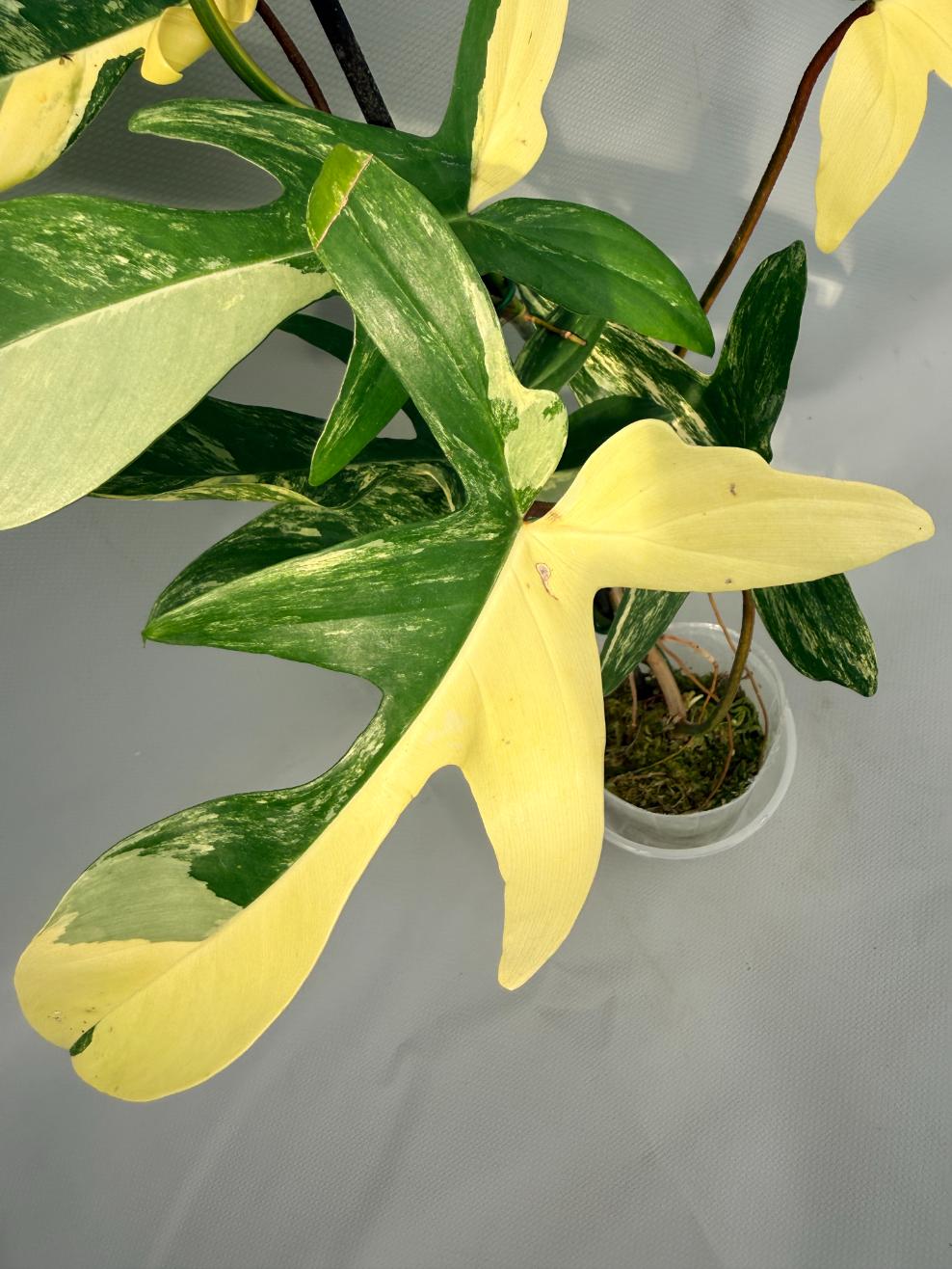 Philodendron Florida Beauty Variegata