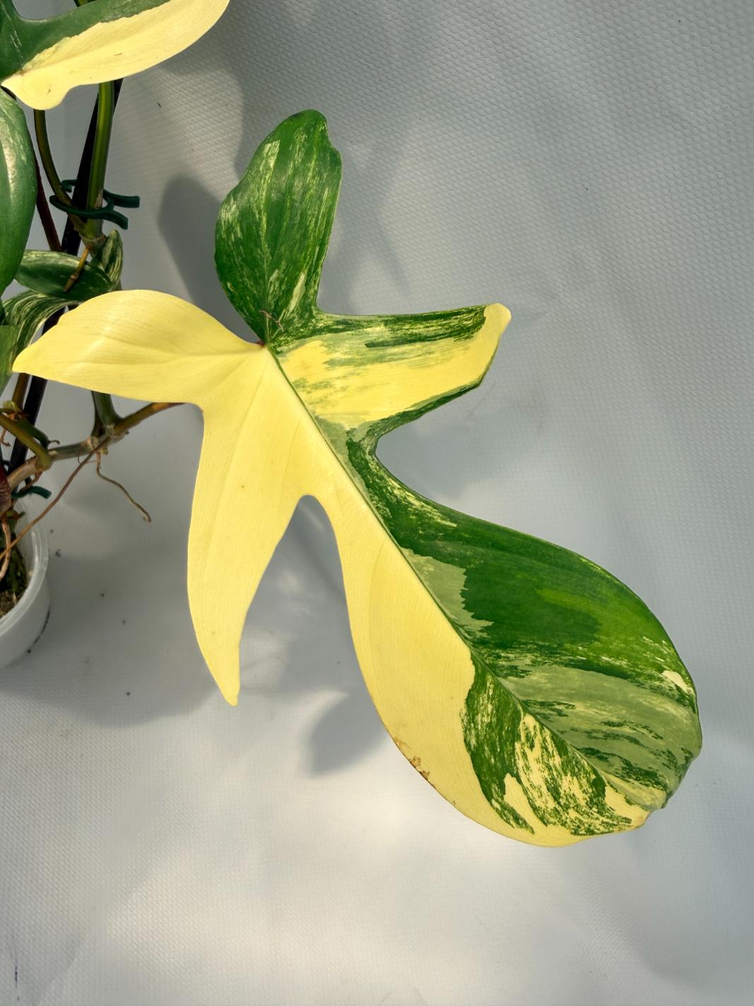 Philodendron Florida Beauty Variegata