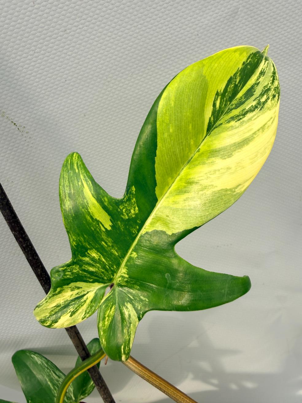 Philodendron Florida Beauty Variegata