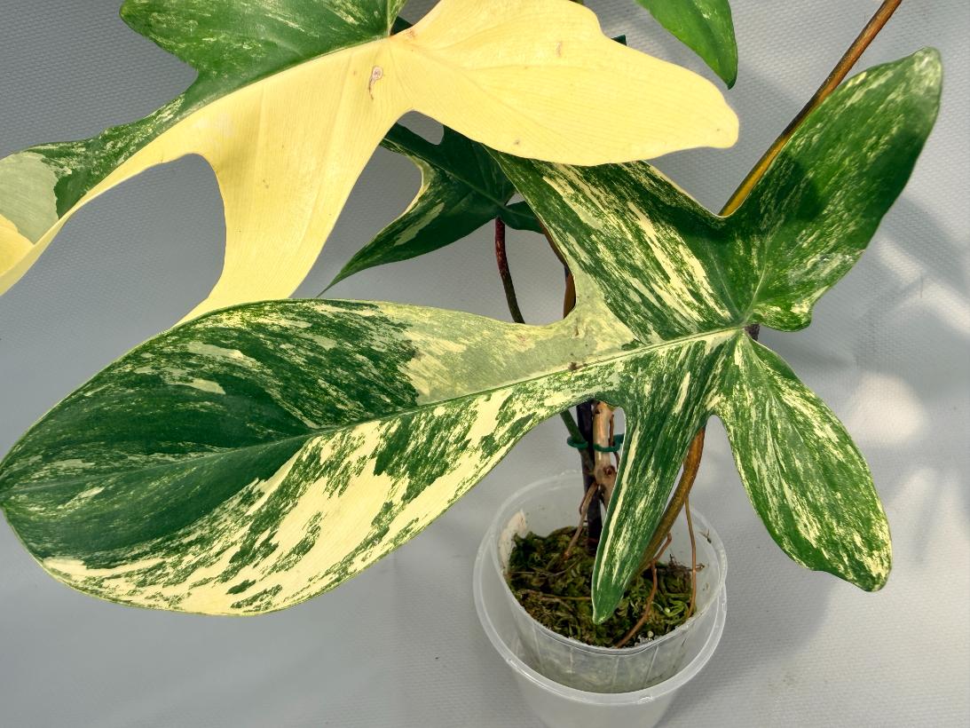 Philodendron Florida Beauty Variegata