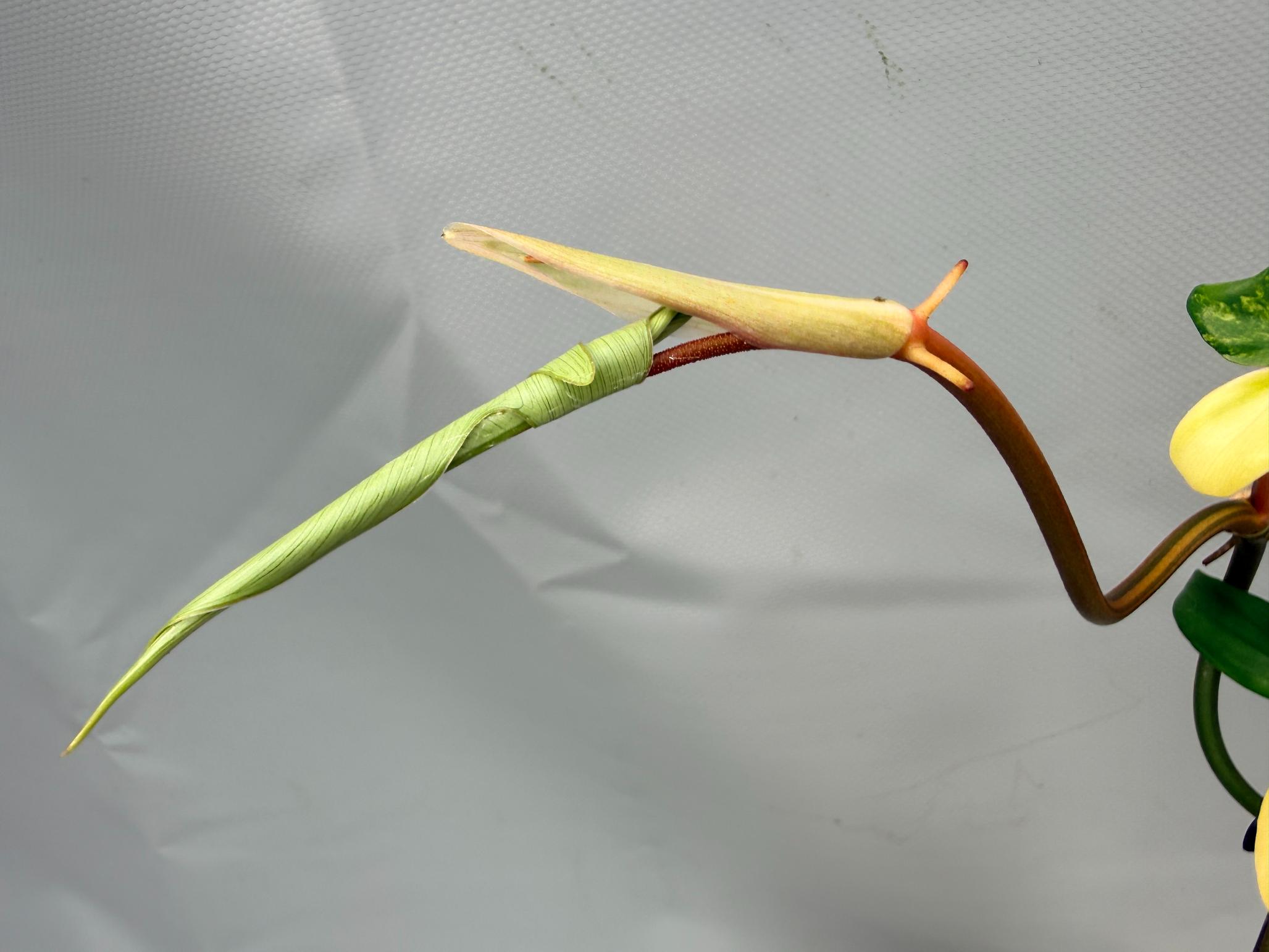 Philodendron Florida Beauty Variegata