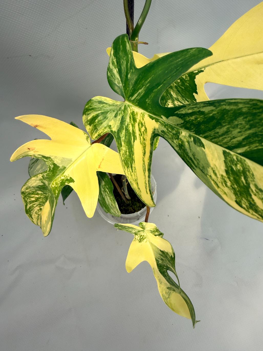 Philodendron Florida Beauty Variegata