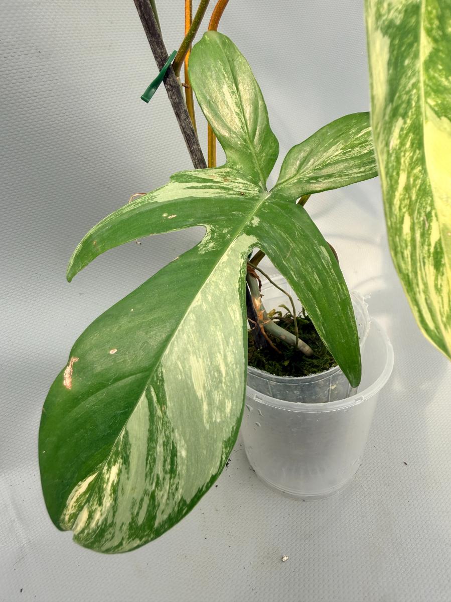 philodendron florida alba beauty Philodendron Florida Beauty Variegata