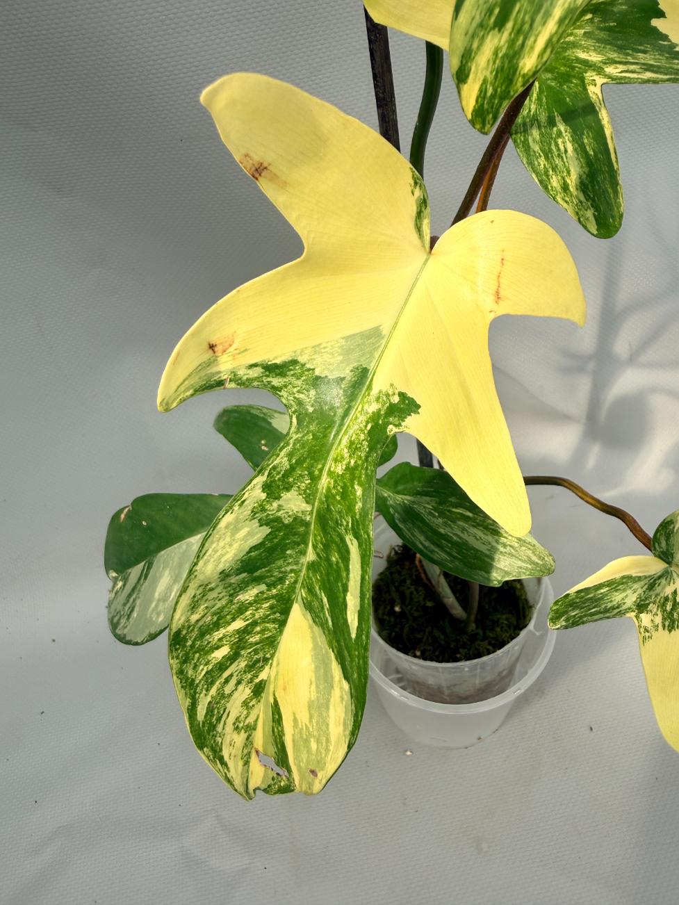 Philodendron Florida Beauty Variegata