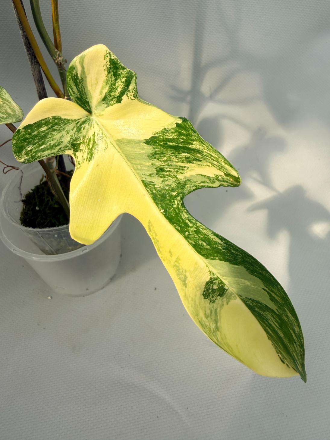 Philodendron Florida Beauty Variegata