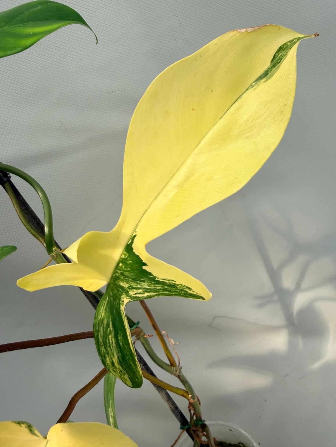 philodendron florida alba beauty Philodendron Florida Beauty Variegata