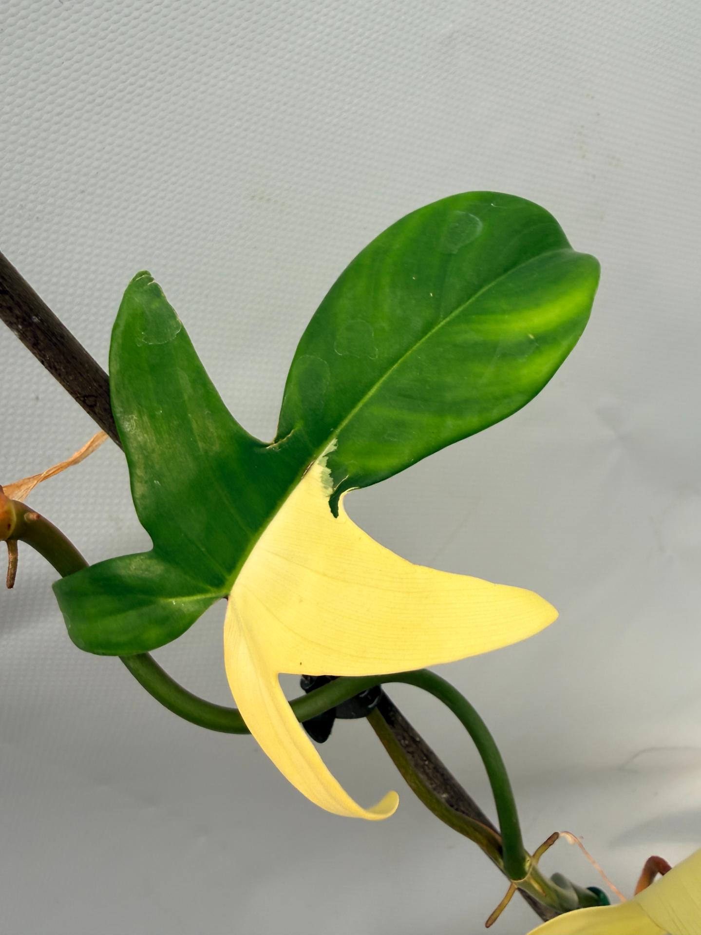 Philodendron Florida Beauty Variegata