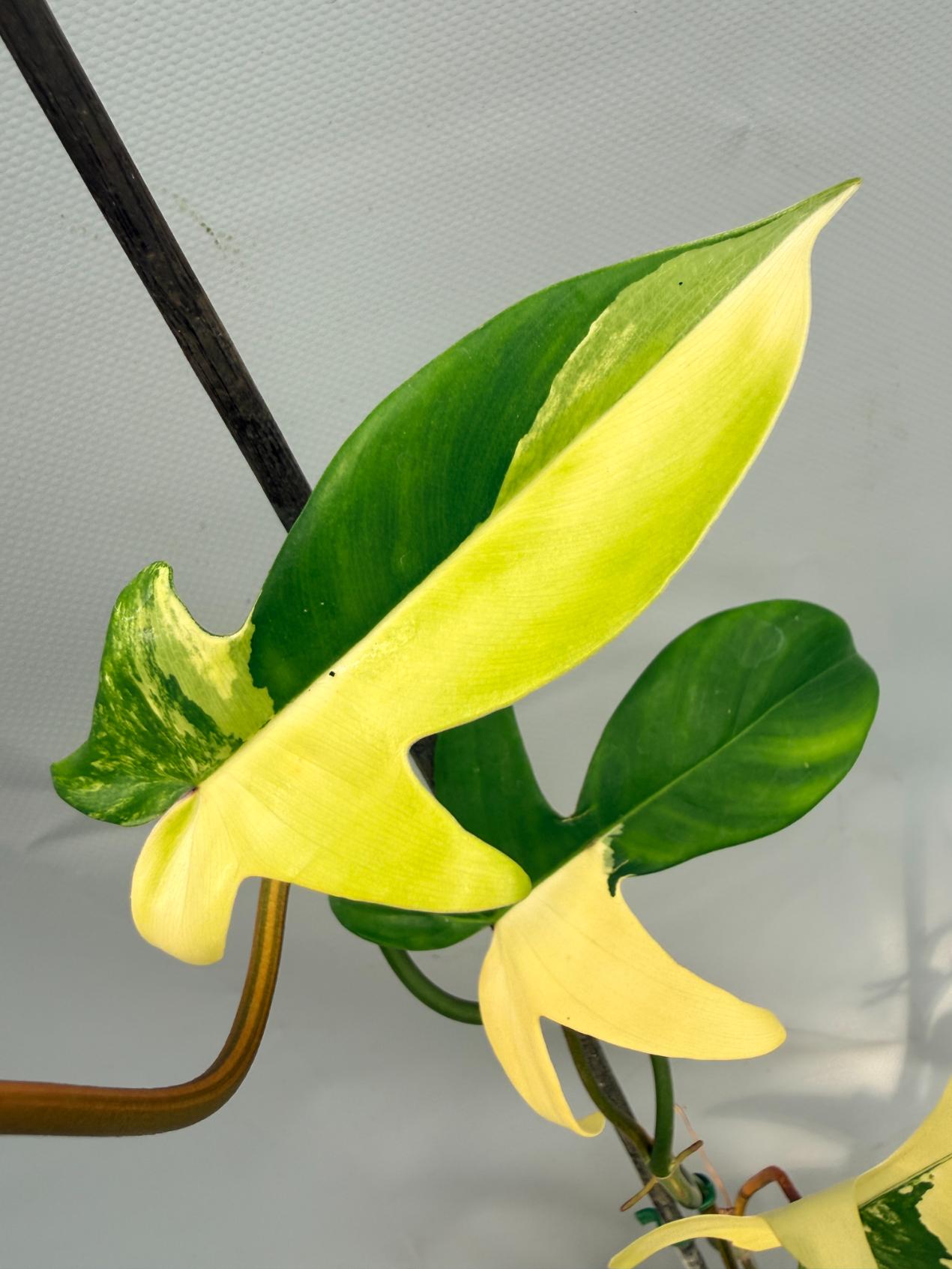 philodendron florida beauty flower Philodendron Florida Beauty Variegata