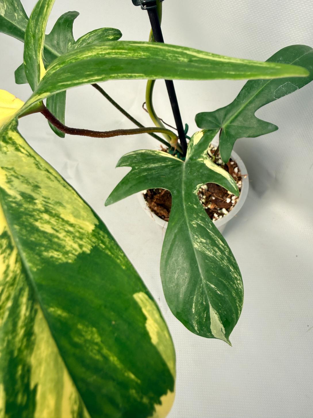 Philodendron Florida Beauty Variegata 08