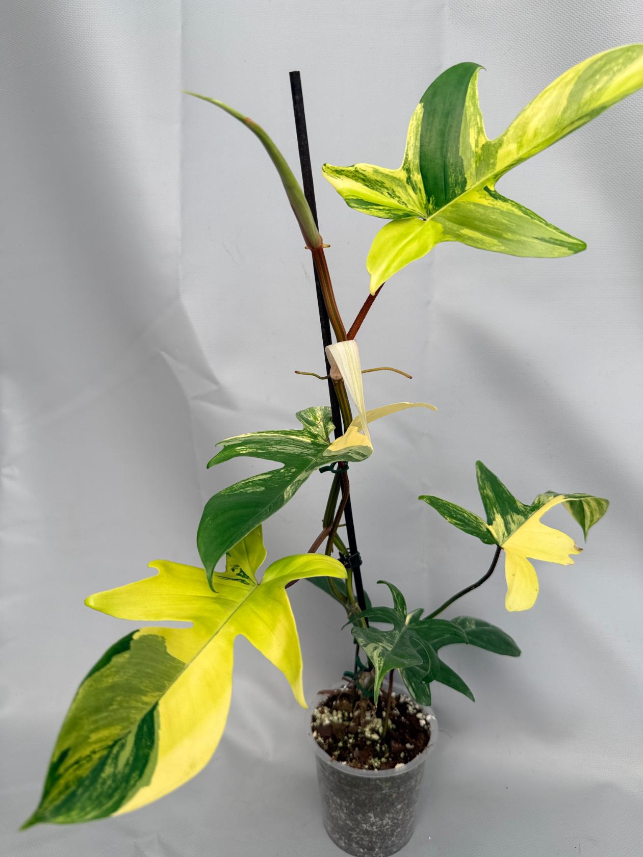 Philodendron Florida Beauty Variegata 01