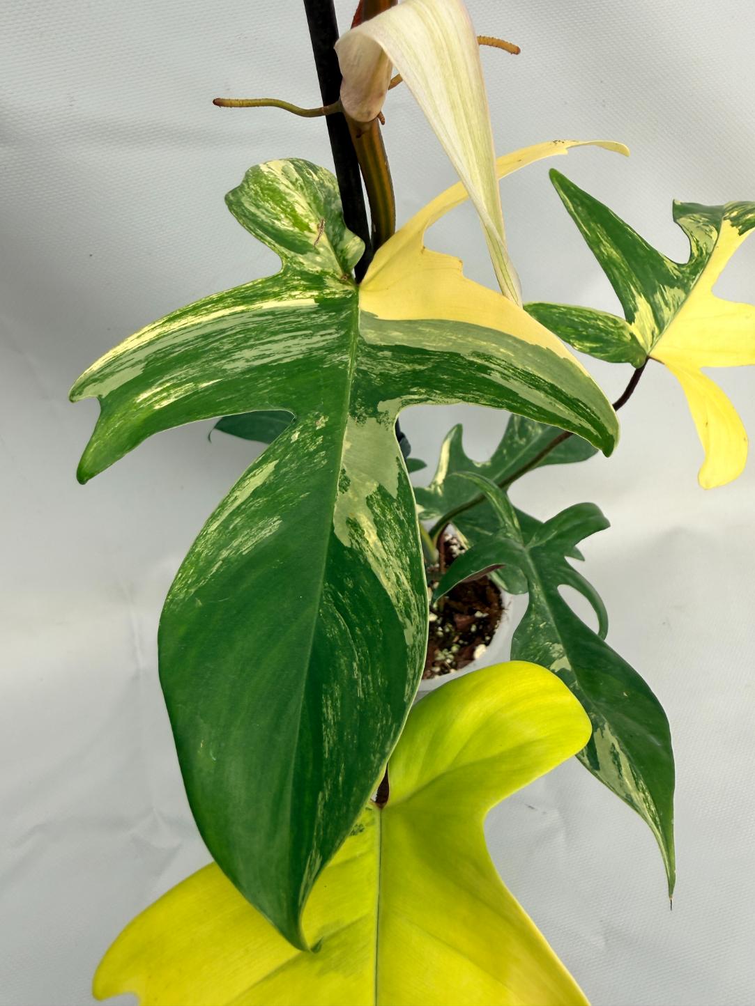 Philodendron Florida Beauty Variegata 03