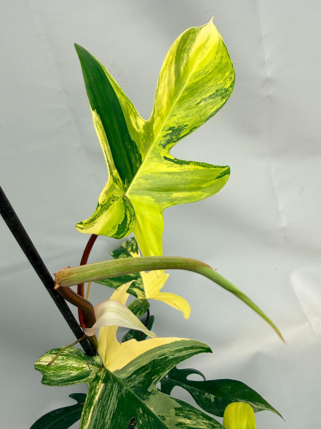 Philodendron Florida Beauty Variegata 04