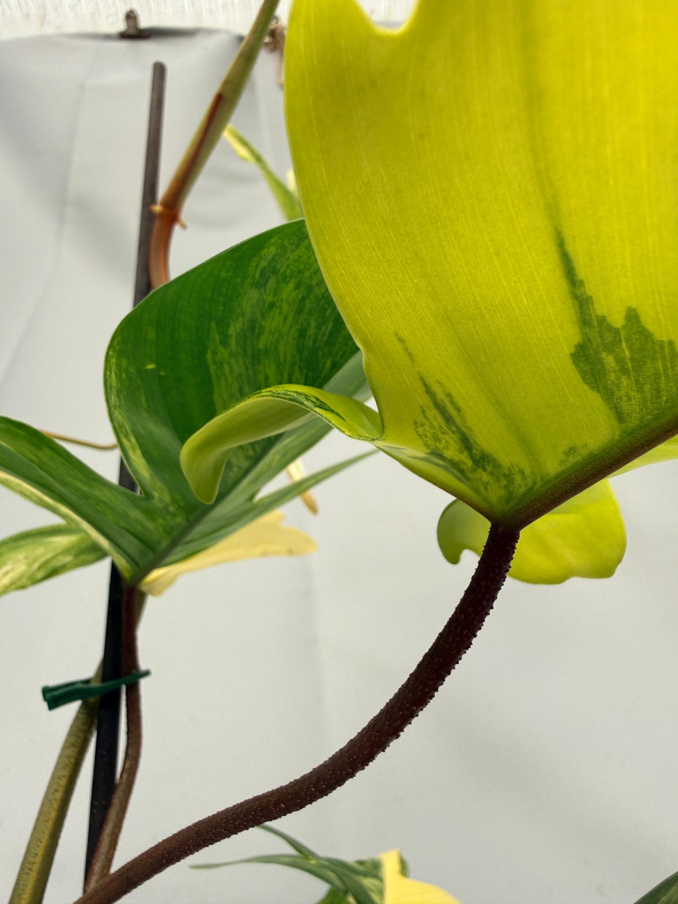 Philodendron Florida Beauty Variegata 05