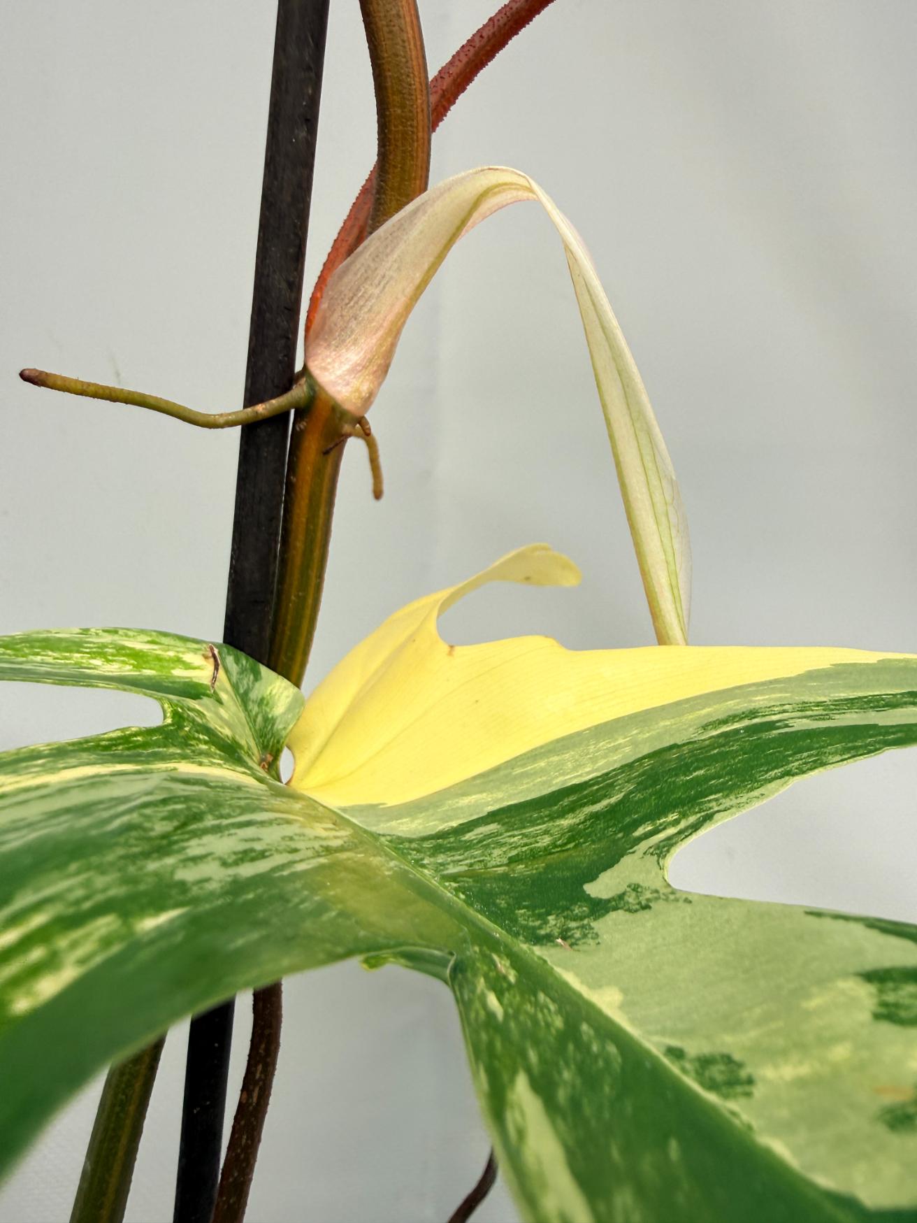 Philodendron Florida Beauty Variegata 06