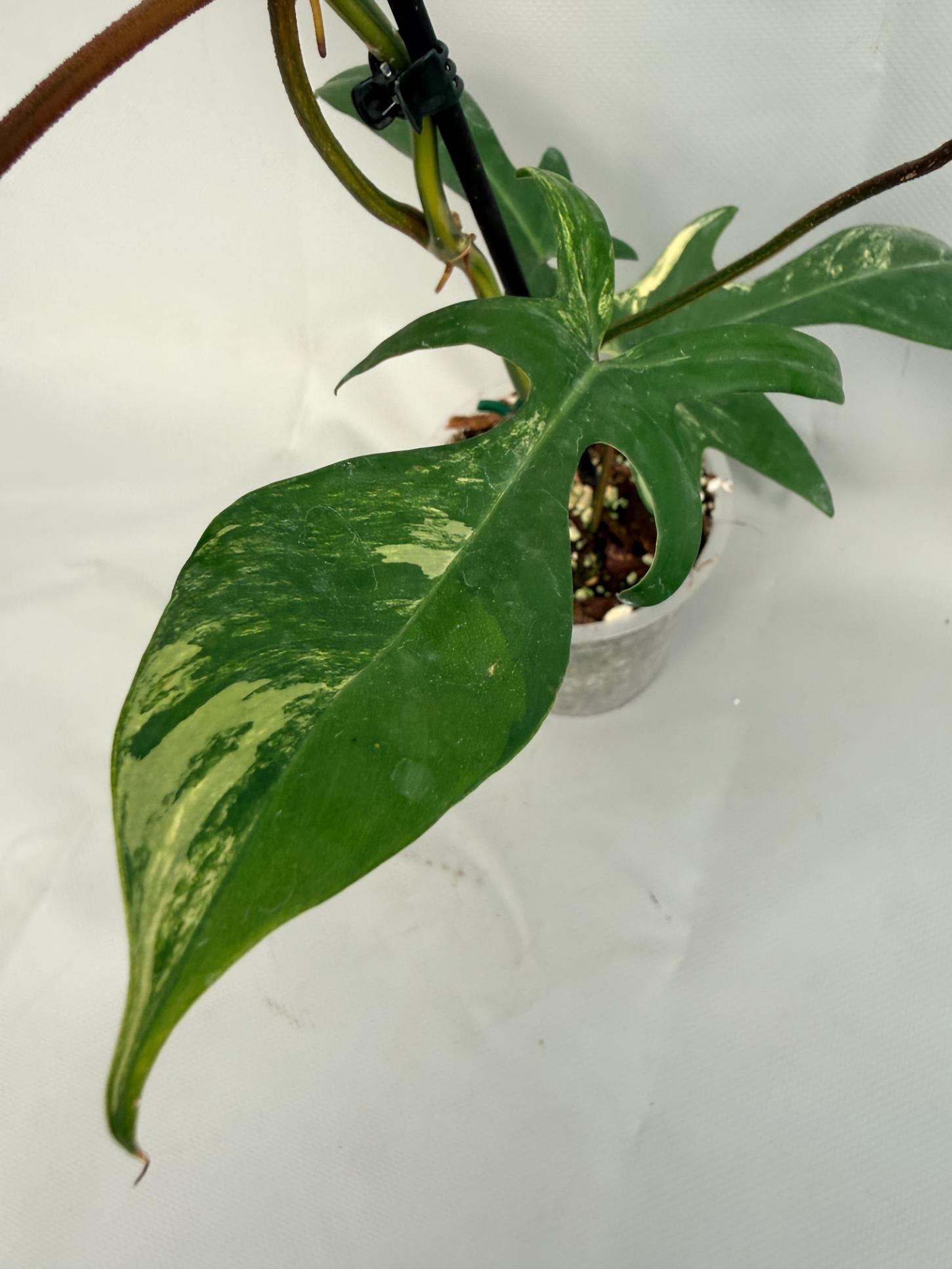Philodendron Florida Beauty Variegata 07