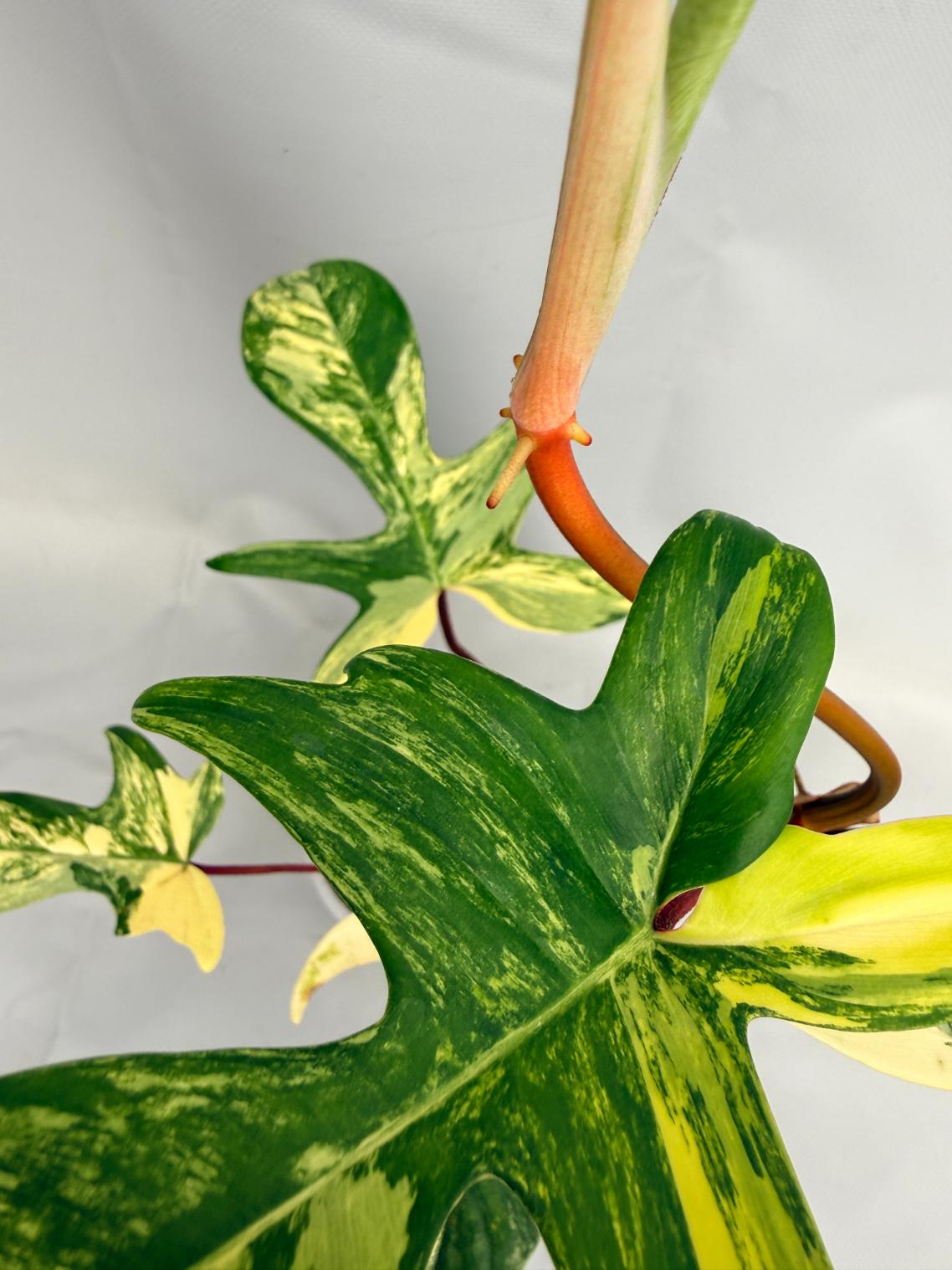 Philodendron Florida Beauty Variegata 06