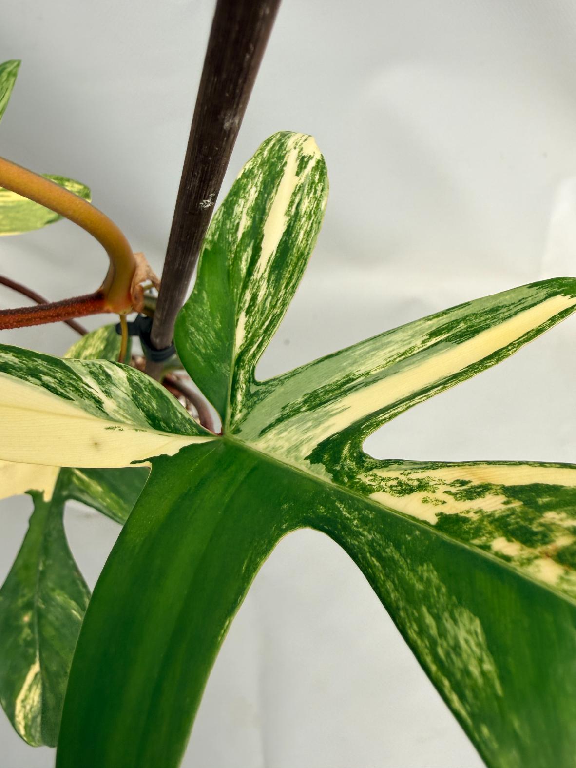 Philodendron Florida Beauty Variegata 07