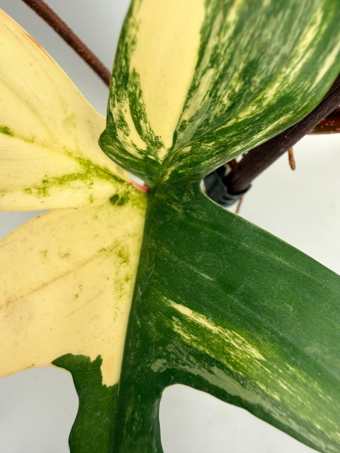 Philodendron Florida Beauty Variegata 08