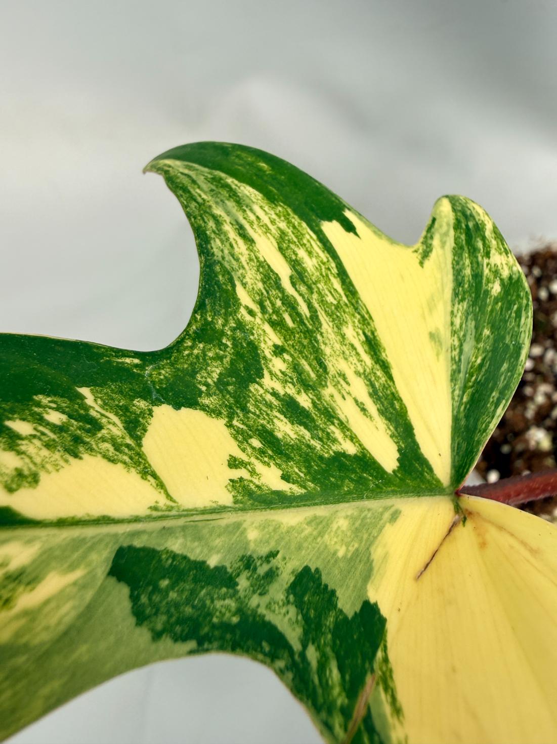 Philodendron Florida Beauty Variegata 09