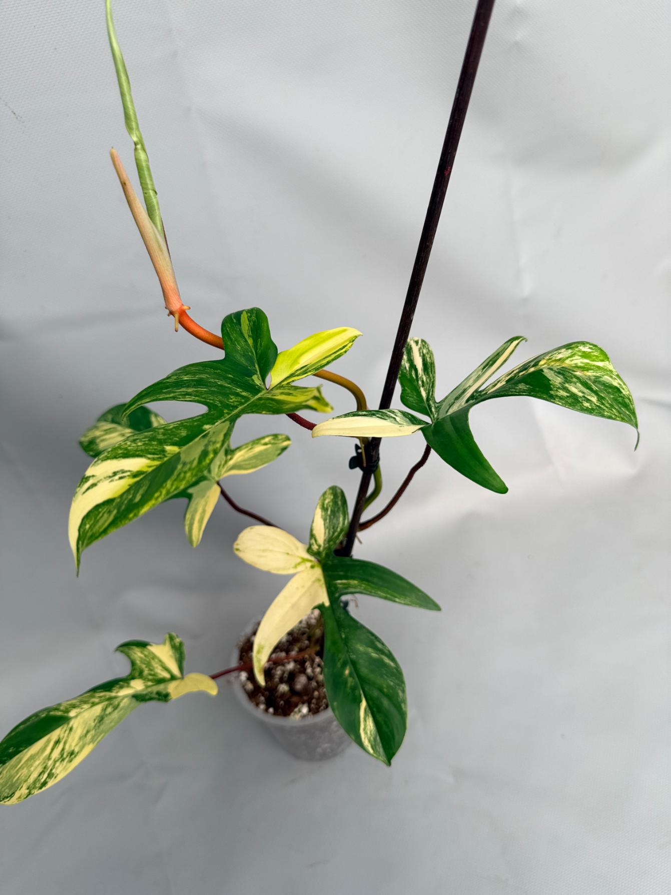 Philodendron Florida Beauty Variegata 01