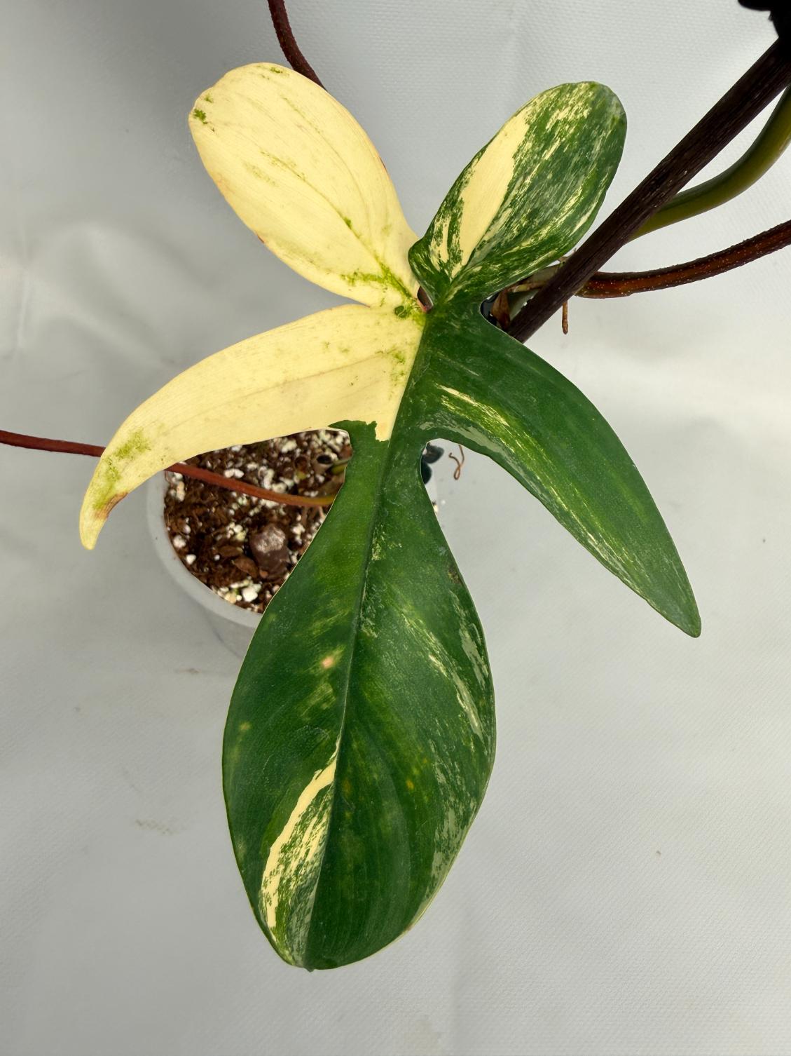 Philodendron Florida Beauty Variegata 02