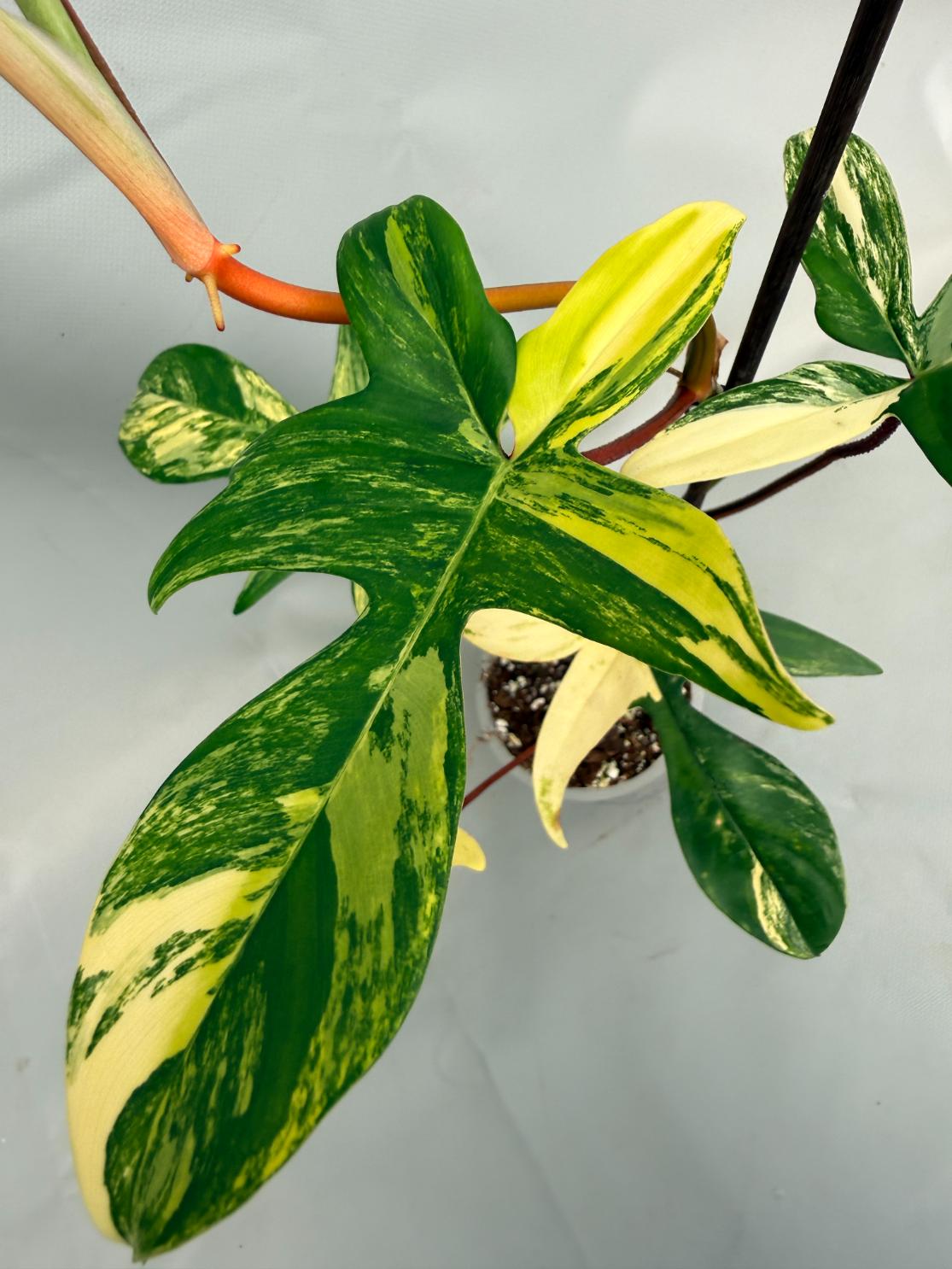 Philodendron Florida Beauty Variegata 03