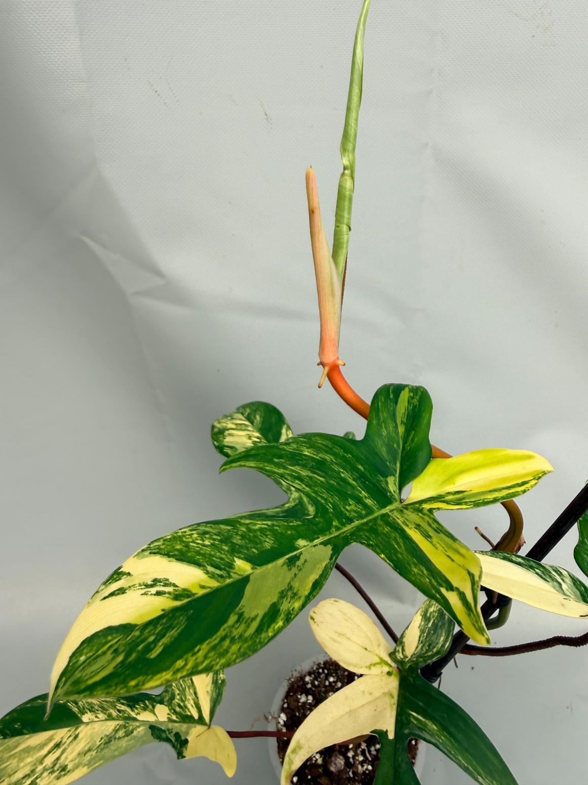Philodendron Florida Beauty Variegata 04
