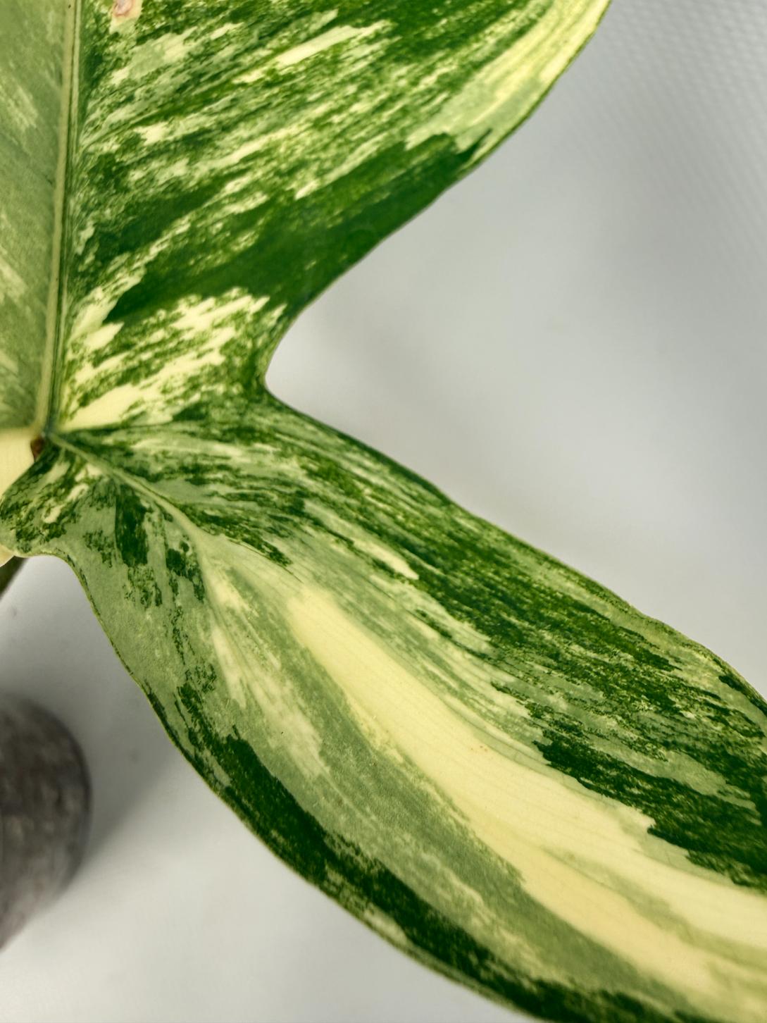 Philodendron Florida Beauty Variegata 08