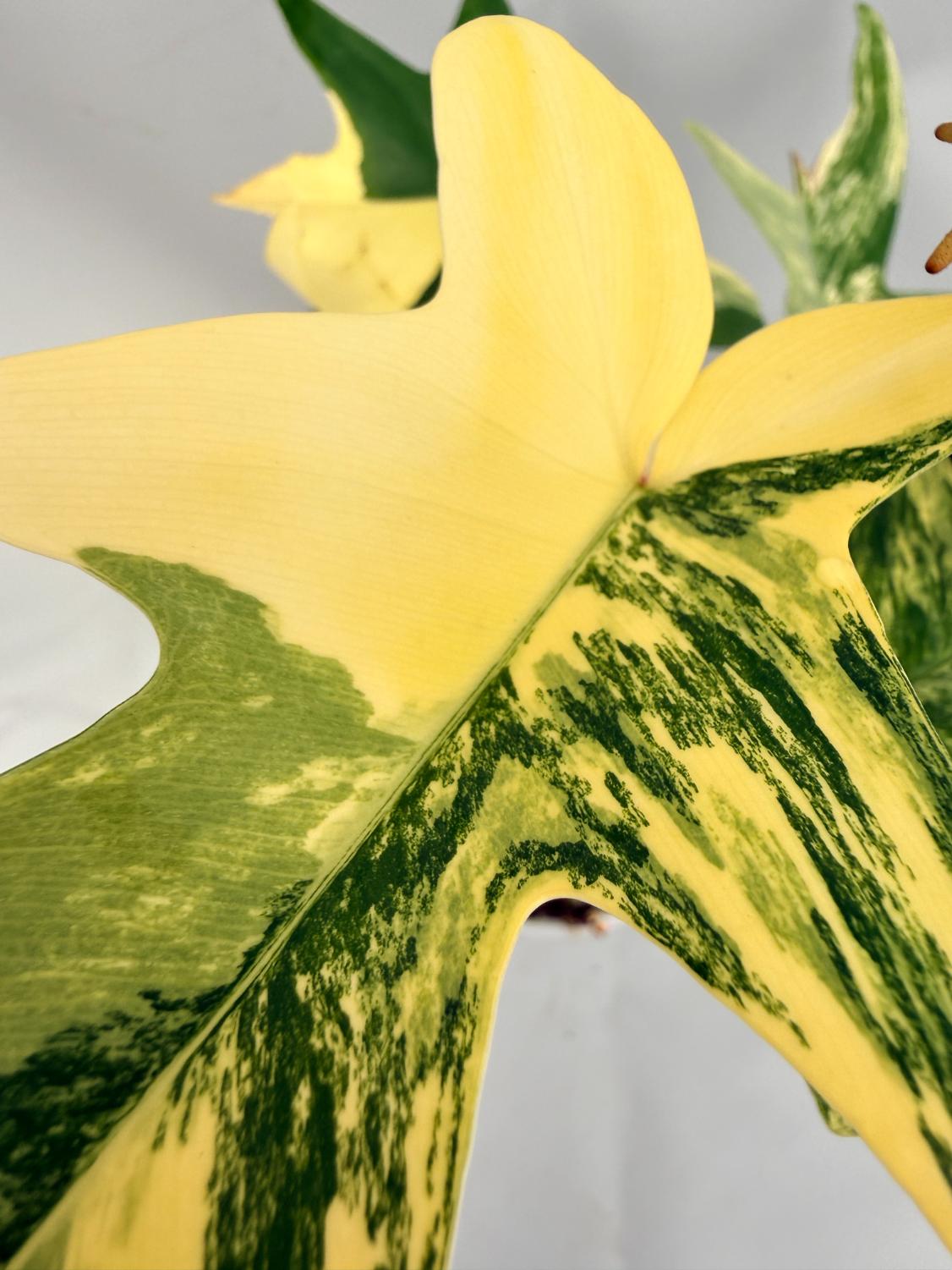 Philodendron Florida Beauty Variegata 09