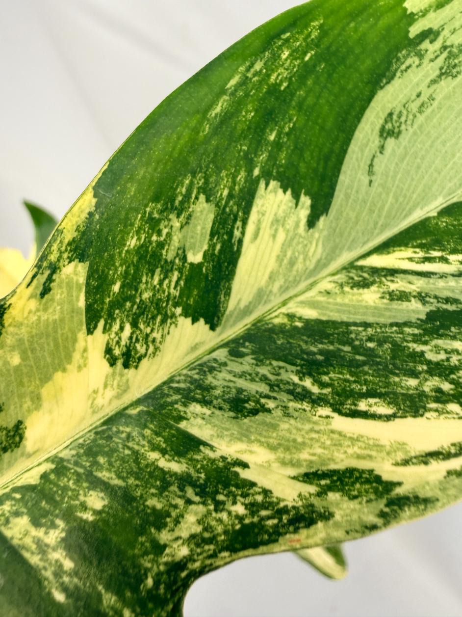 Philodendron Florida Beauty Variegata 10