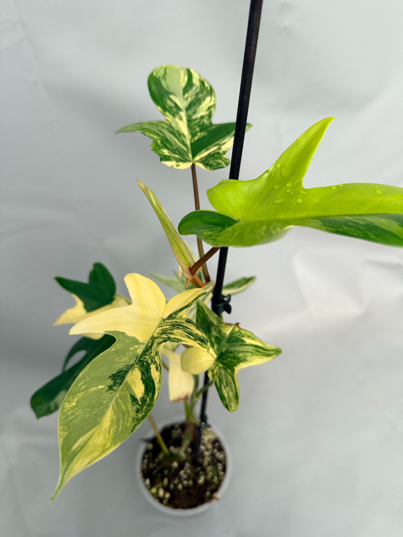 Philodendron Florida Beauty Variegata 01