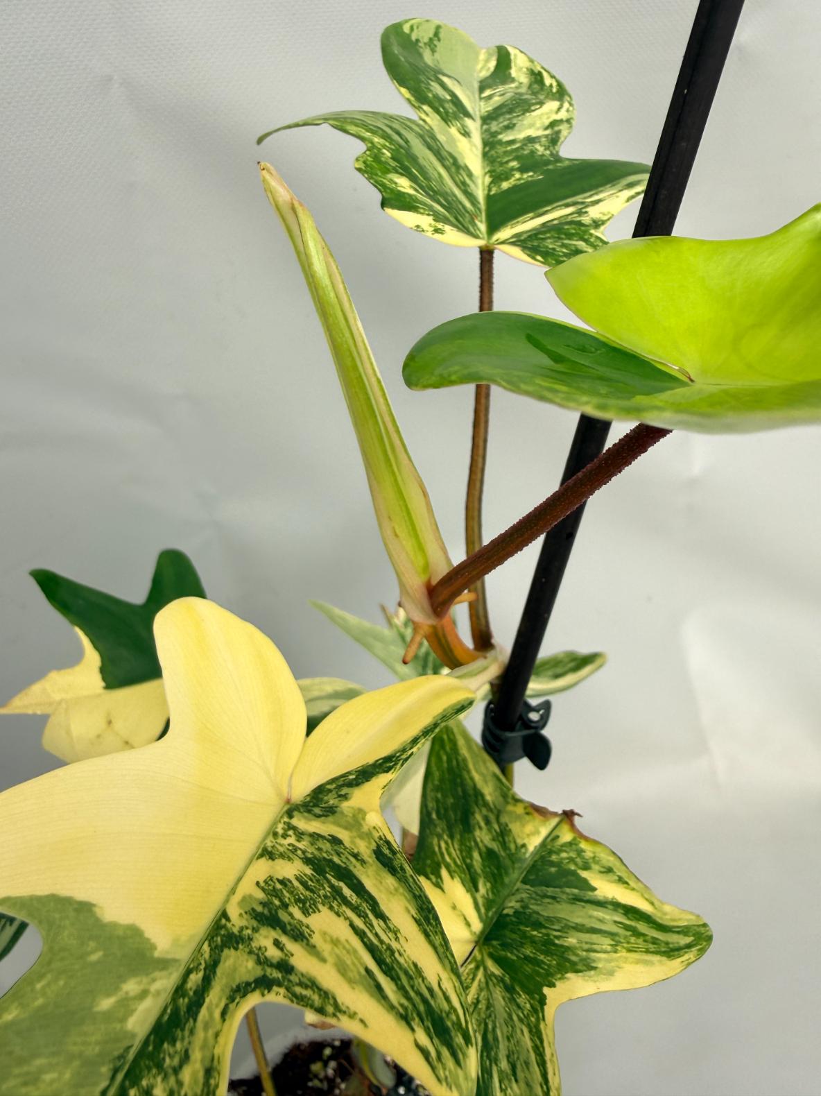 Philodendron Florida Beauty Variegata 03