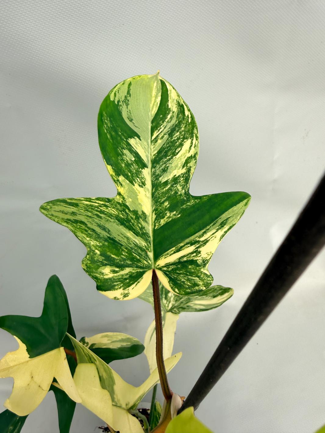 Philodendron Florida Beauty Variegata 04