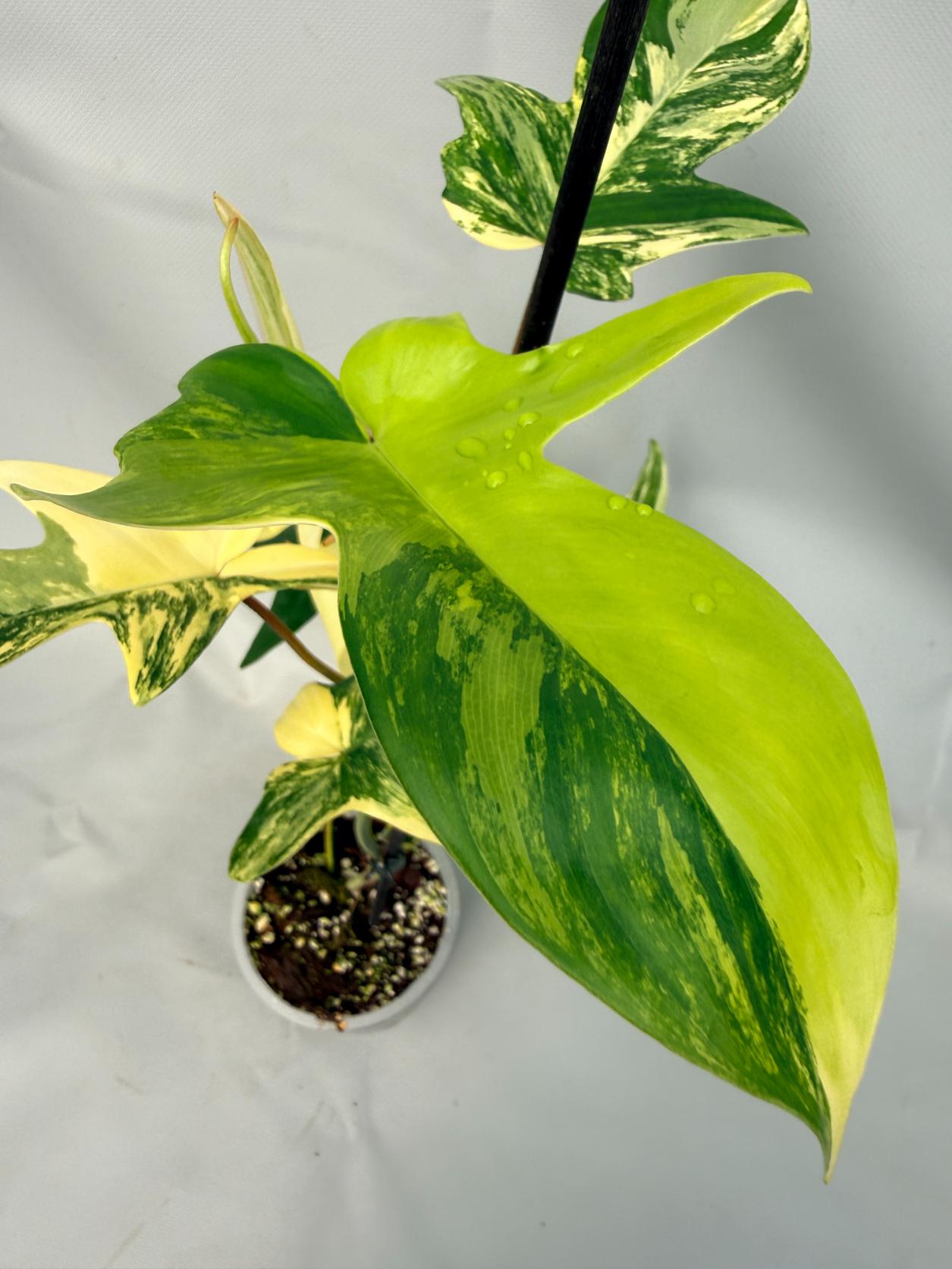 Philodendron Florida Beauty Variegata 05