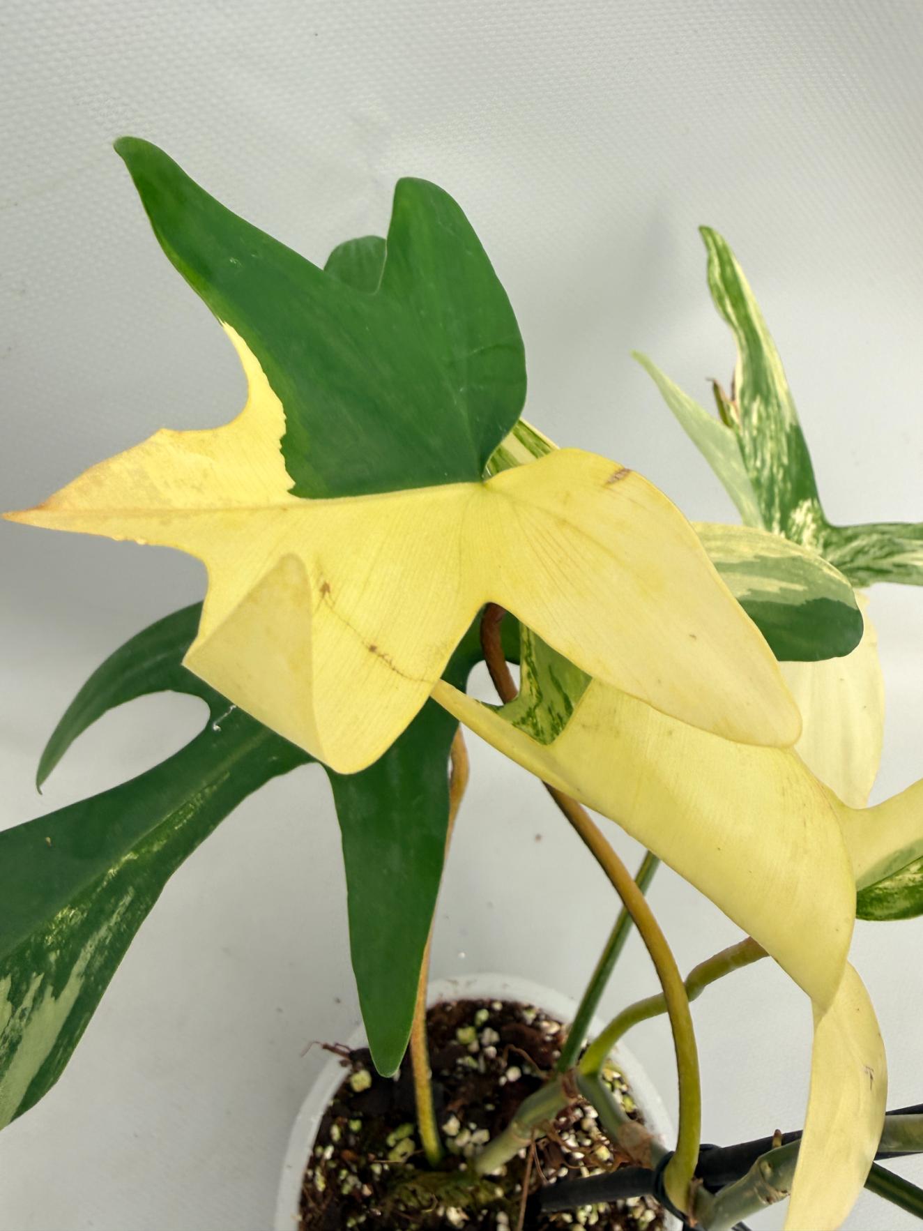 Philodendron Florida Beauty Variegata  06