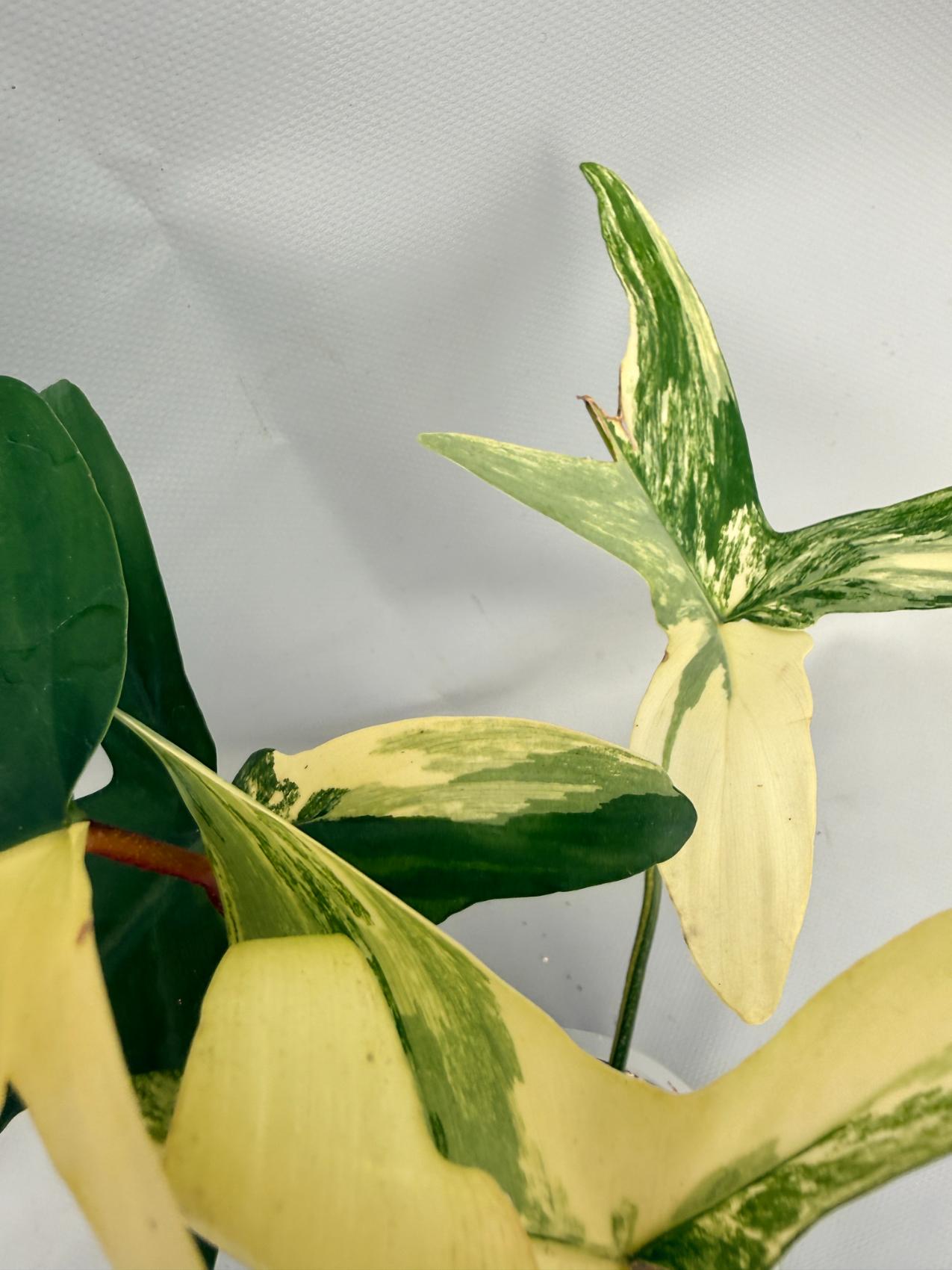 Philodendron Florida Beauty Variegata  07
