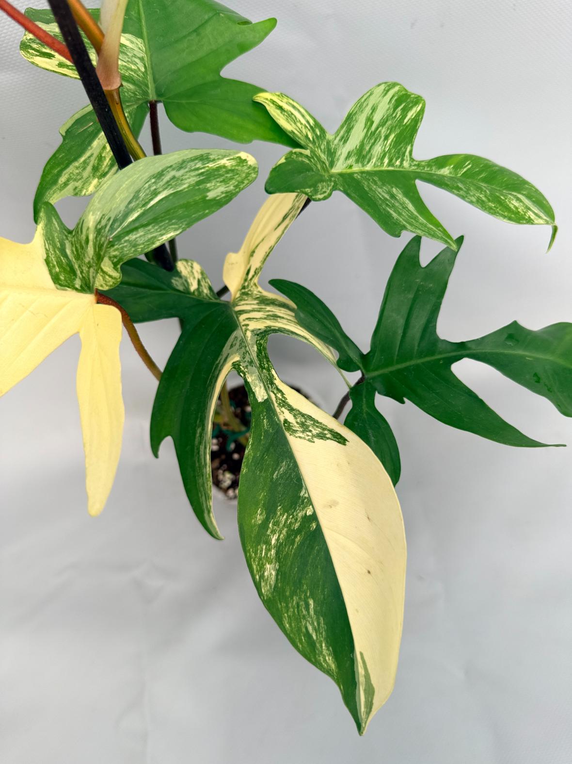 Philodendron Florida Beauty Variegata 08