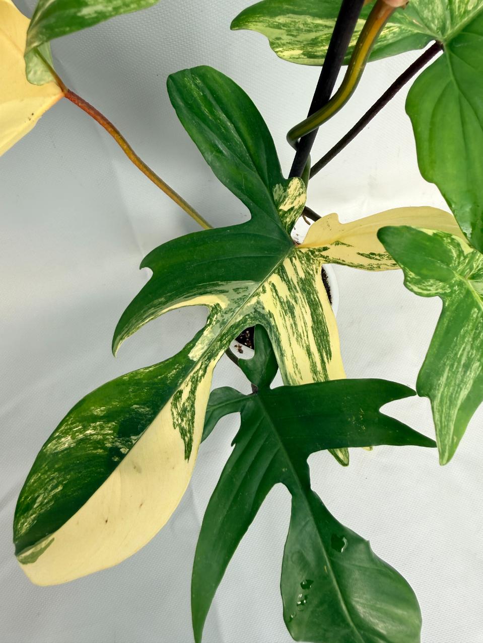 Philodendron Florida Beauty Variegata 02