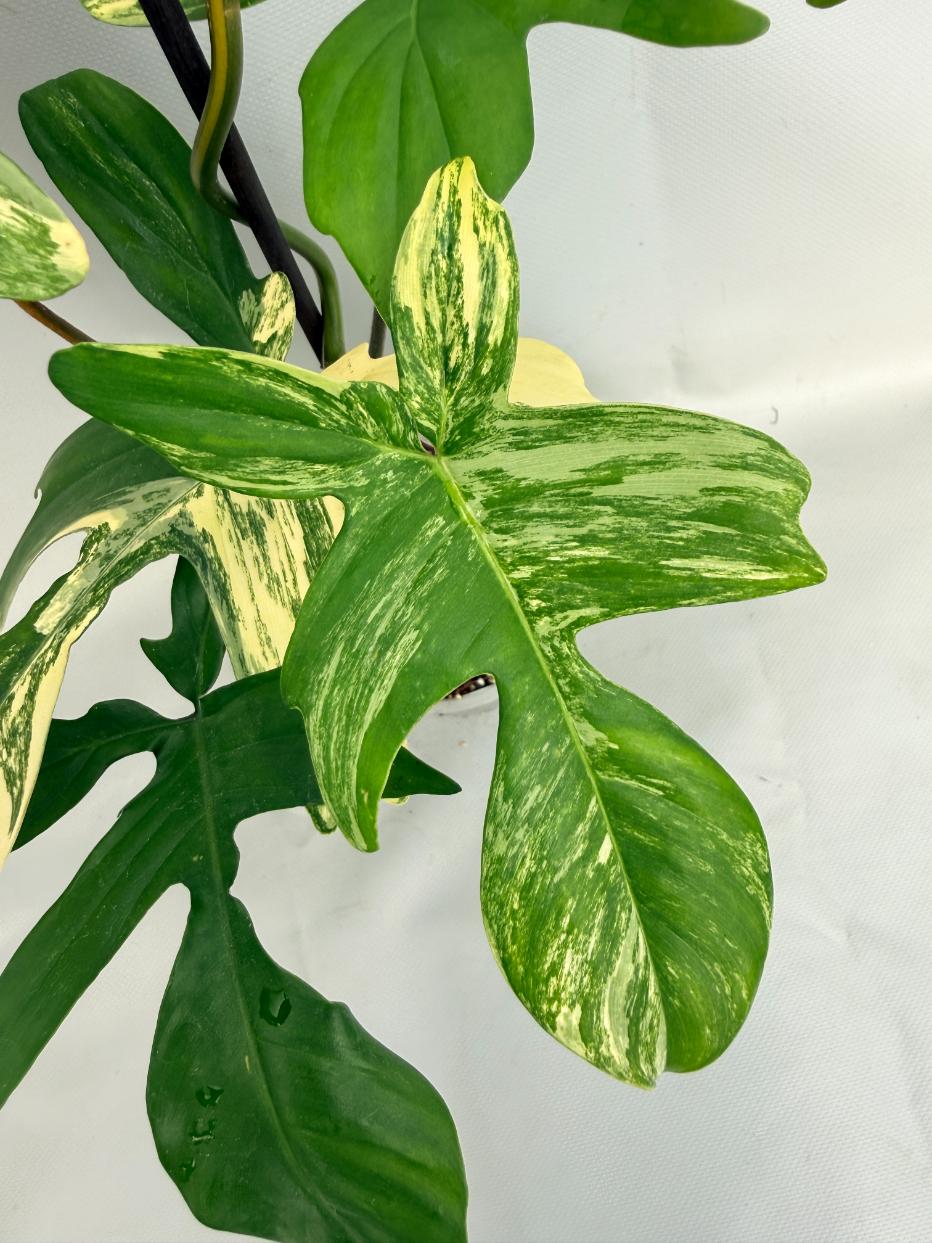 Philodendron Florida Beauty Variegata 03