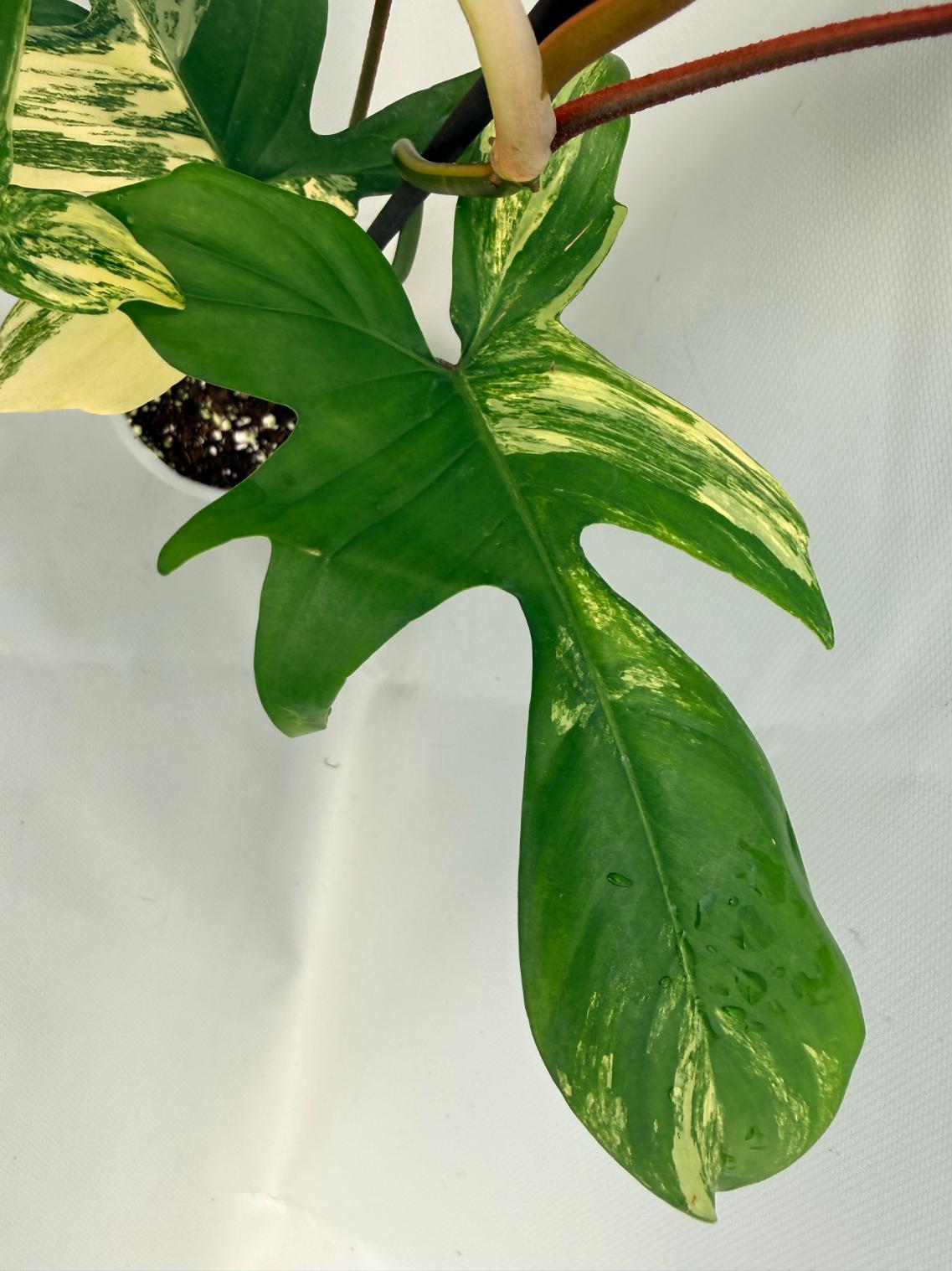 Philodendron Florida Beauty Variegata 04