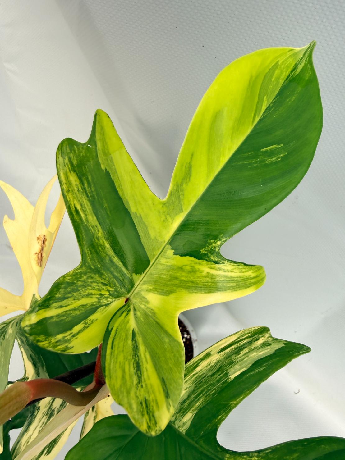 Philodendron Florida Beauty Variegata 05
