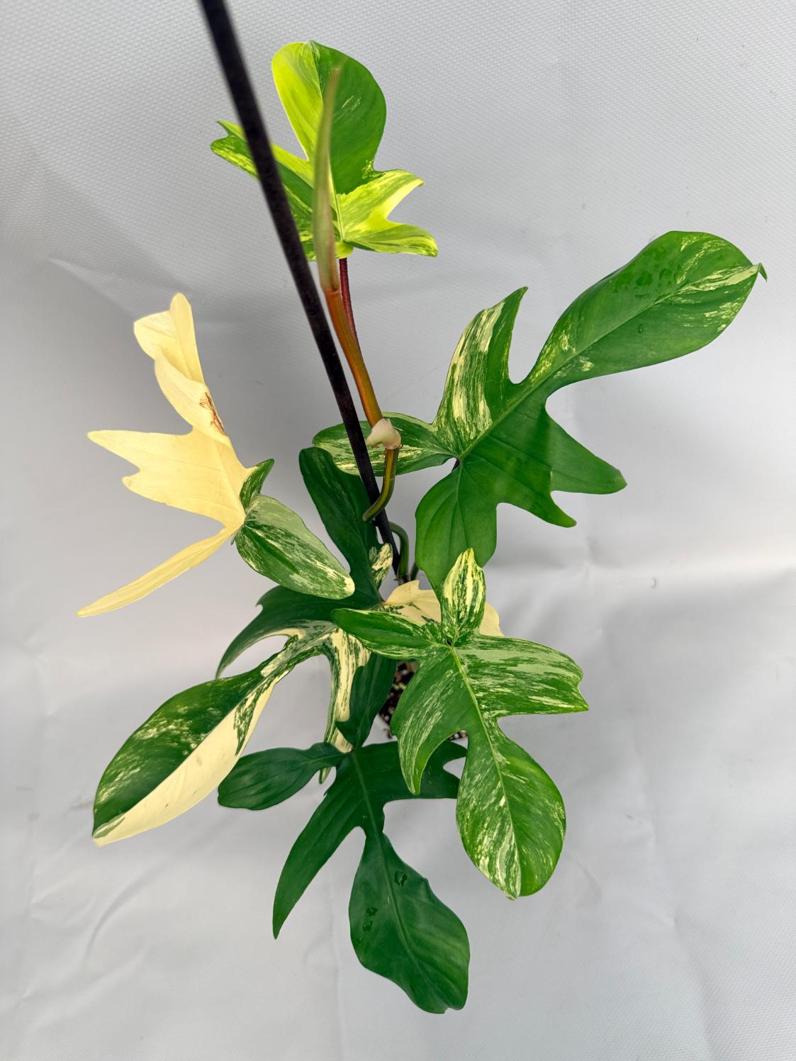 Philodendron Florida Beauty Variegata 07