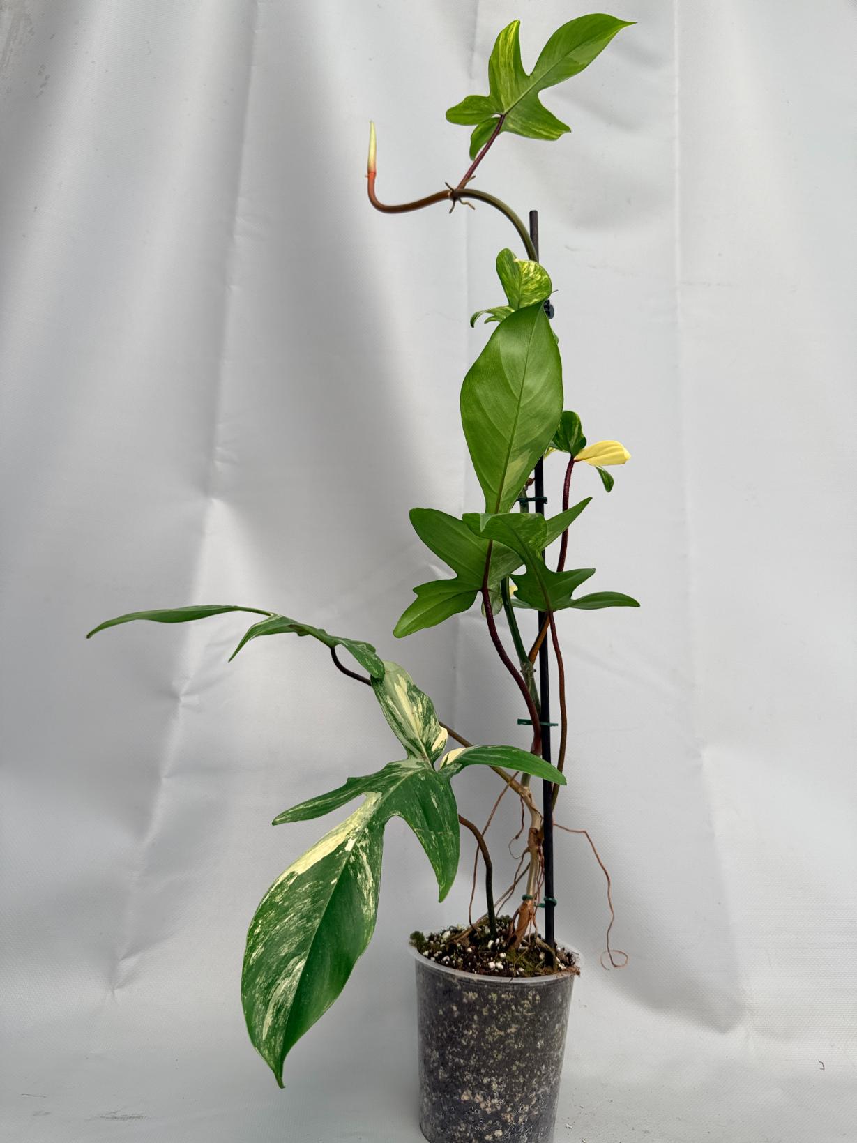 Philodendron Florida Beauty Variegata 01