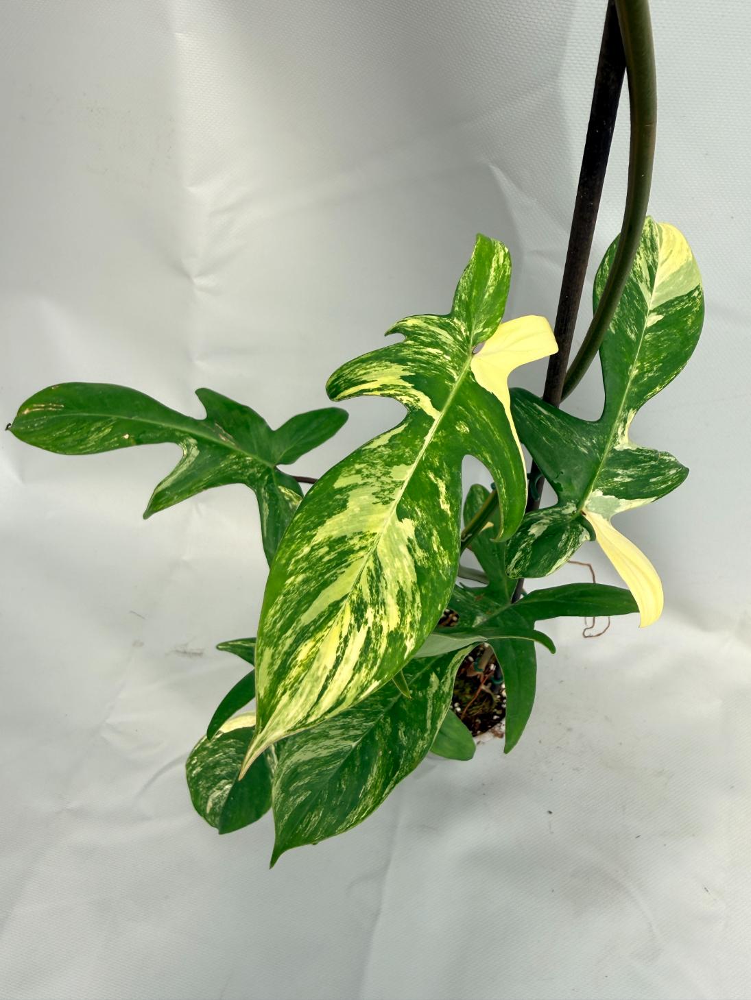 Philodendron Florida Beauty Variegata 10