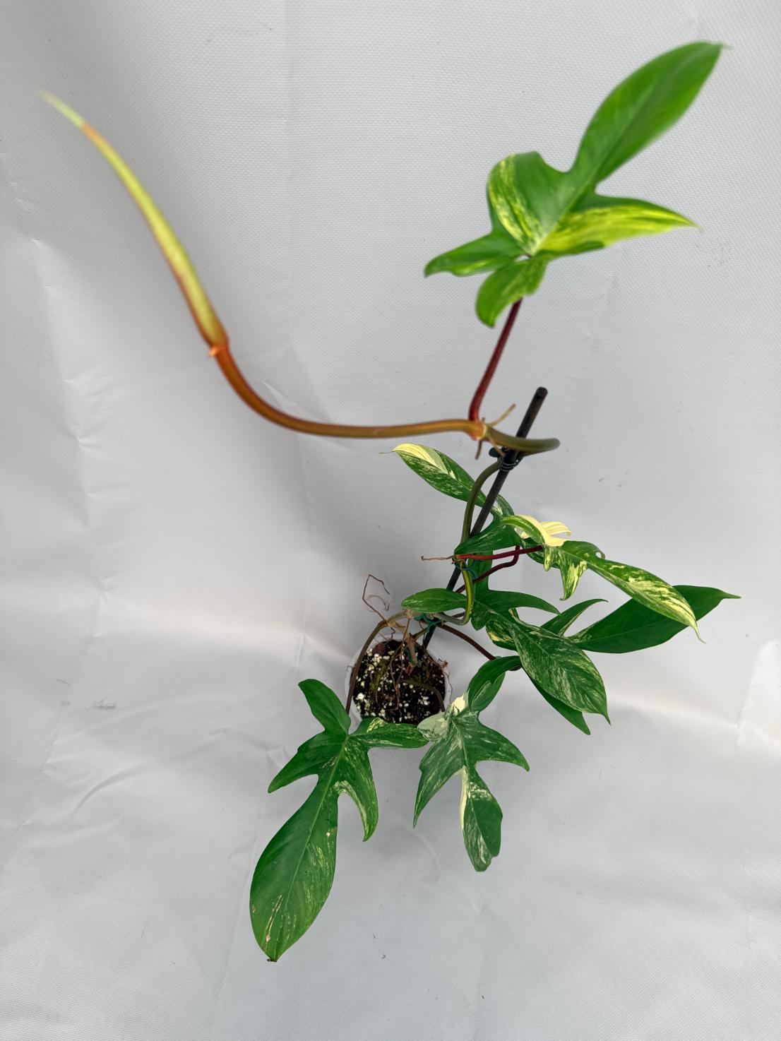 Philodendron Florida Beauty Variegata 02