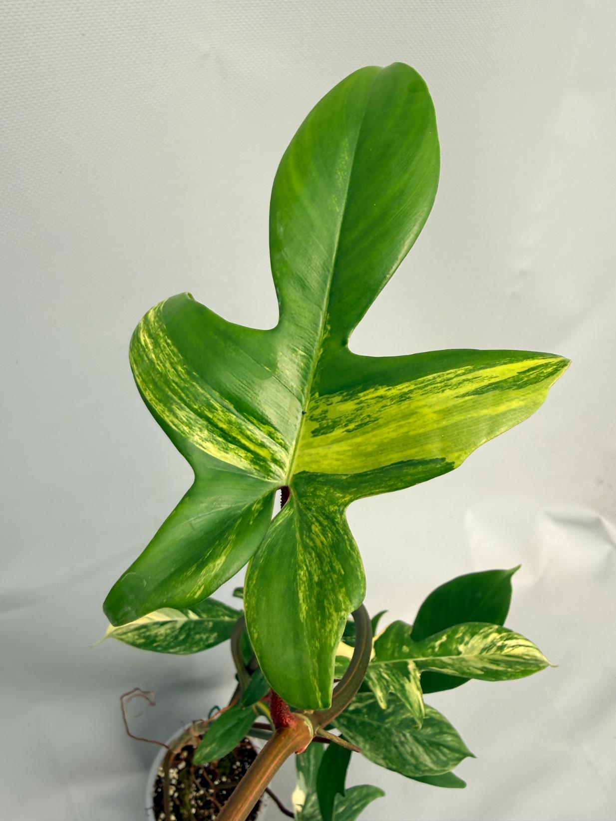Philodendron Florida Beauty Variegata 03