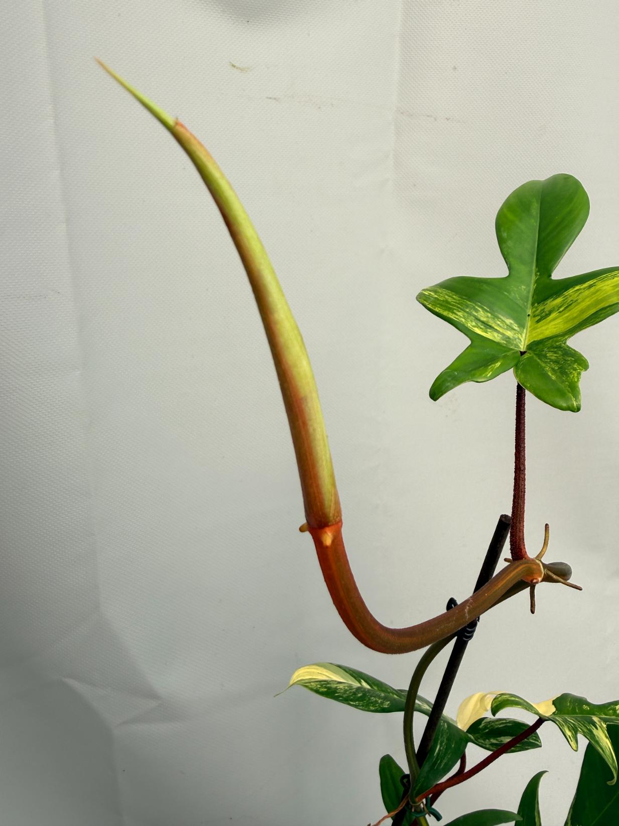 Philodendron Florida Beauty Variegata 04